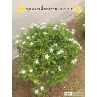 ราคา ต้นพุดศุภโชค ไม้มงคลปลูกง่าย ดอกหอม ดูแลรักษาง่าย (53505852874)