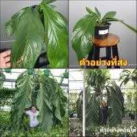 ราคา (1ต้น) ต้น หน้าวัวบิ้กบิว Anthurium Big Bill หน้าวัวใบยักษ์บิ๊กบิว หน้าวัวใบยักษ์ ต้นหน้าวัวใบยักษ์ บิ้กบิว ไม้ฟอกอากาศ (19827554305)