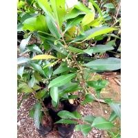 ราคา ต้นพิลังกาสา ไม้พุ่มเล็ก เป็นสมุนไพรมีสรรพคุณทางยามาก ขนาด60-70เซนฯ (11451881806)