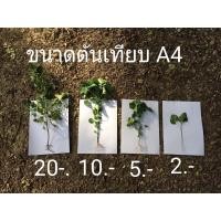 ราคา (ต้นเดียวก็ขาย) ตำแยแมวไซส์ใหญ่ อีกชื่อเรียกว่ากัญชาแมว ต้นละ 20 คุ้ม (5651230326)