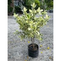ราคา ต้นไทรเกาหลีด่าง กระถาง10นิ้ว (13184866657)