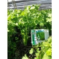 ราคา คื่นฉ่าย ขึ้นฉ่าย เมล็ดขึ้นฉ่าย พันธุ์มรกต 50 กรัม คื่นฉ่าย,ขึ้นช่าย,คื่นช่าย เมล็ดผัก เมล็ดผักสวนครัว (20506598698)