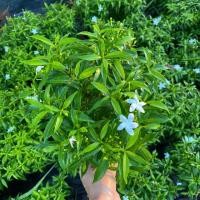 ราคา พุธศุภโชค ไม้มงคล ดอกสีขาว พุดแคระ/ พุดศุภโชค แบบถุง เลี้ยงง่าย ออกดอกตลอดปี (7541385068)