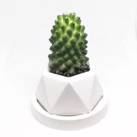 ราคา กระถางปูน กระถางกระบองเพชร กระถางต้นไม้ พร้อมจานรอง งานละเอียด สวยน่ารักทุกใบ (9741271407)