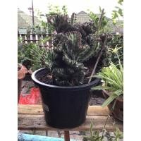 ราคา หยกกำแพงเมืองจีนหยกนำโชค (9725711616)