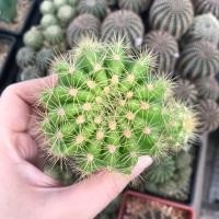 ราคา แคคตัส ดาวล้อมเดือน echinopsis cactus (6116265525)