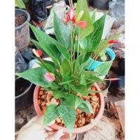 ราคา ⚡สุดฮิต⚡ต้นหน้าวัว ดอกหน้าวัว หน้าวัวแคระเป็นไม้ประดับดอกสวยสีแดง ส่งกระถางเล็ก กระถาง4นิ้ว (13525799836)