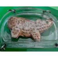 ราคา หมูหลวงพ่อไสว วัดปรีดาราม จ.นครปฐม แกะจากเขี้ยวหมูตันจารเต็มทั้งตัว (49304521216)