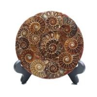 ราคา ชิ้นส่วนฟอสซิลหอยสังข์ธรรมชาติของมาดากัสการ์ (24584831304)