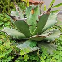 ราคา ต้นอากาเว่​ Agave​ titanota​ No.1 (19959080281)