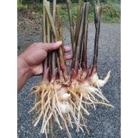 ราคา ต้นกระทือ, หัวกระทือ, ​ สำหรับทำอาหาร​ ขนาด​ 1 กิโลกรัม (40206569976)