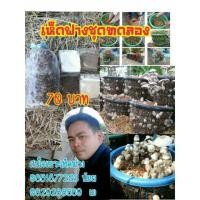 ราคา ชุดทดลองเพาะเห็ดฟาง (5111126513)