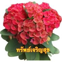 ราคา โป๊ยเซียน สายพันธุ์ “ทรัพย์เจริญสุข” (ไม้เก่าคลาสสิค เลี้ยงง่ายต้านทานโรค)กระถาง 3 นิ้ว ส่งทั้งกระถาง (27430568799)