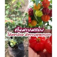 ราคา มะยมแดง มะยมฝรั่ง ติดง่าย มีสรรพคุณทางยา (41450496535)