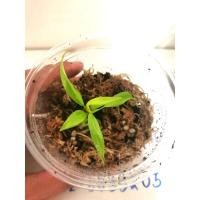 ราคา ฟิโลใบเลื่อยสีทอง​ (philodendron ring of fire golden) ​ (7892359870)