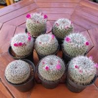 ราคา แมมแม่เฒ่า หรือแมมฮาเนียน่า (Mammillaria Hahniana) จัดส่งทั้งกระถาง (3809853153)