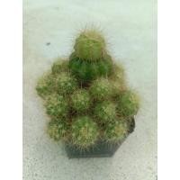 ราคา อิชินอปซิสดาวล้อมเดือน กระบองเพชร(Cactus)ฟอร์มกอสวยๆราคาถูก (4037249714)