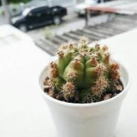 ราคา Gymnocalycium Damsii ยิมโนคาไลเซียม (6179003)