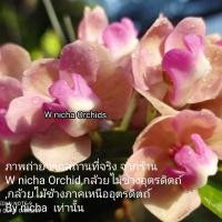 ราคา กล้วยไม้ช้าง ชมพูนม ต้น1นิ้ว (17460097079)