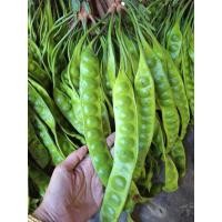 ราคา สะตอข้าว (แบบฝัก/ตัด/แกะ) จ.ระนอง (28636269014)