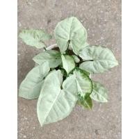 ราคา ต้นออมเงินแคระ ไม้มงคล เสริมโชคลาภทางการเงิน ดึงดูดเงินทอง เลี้ยงได้ทั้งดินและในน้ำ (10528475875)