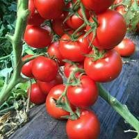 ราคา Large tomato seeds 300 เมล็ด เมล็ดพันธุ์ มะเขือเทศผลใหญ่ ปลูกง่าย เนื้อหนา high yield (55254644851)