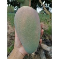 ราคา มะม่วงแดงจักรพรรดิ ดิบลูกใหญ่มาก (4132938901)