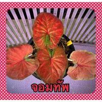 ราคา บอนสีจอมทัพ บอนไทยเเท้ ไม้ฟอกอากาศ ไม้มงคล caladium (13225548712)