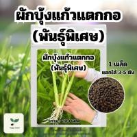 ราคา เมล็ดพันธ์ุ ผักบุ้งแก้วแตกกอ พันธ์ุพิเศษ บรรจุ 750 เมล็ดผักบุ้งไทย เมล็ดพันธุ์ผัก เมล็ดพันธุ์พืช ปลูกผักสวนครัว (27968827289)