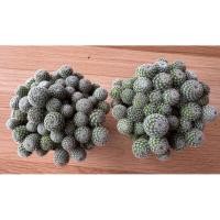 ราคา แพ็คคู่สุดคุ้ม ไม้พอท แคคตัส แมมนกฮูก(Mammillaria microthele) ขนาดกระถาง 2.5 นิ้ว ส่งทั้งกระถาง (41554597260)