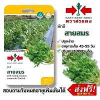 ราคา ผักชี สายสมร #เมล็ดพันธุ์ผักชี #ศรแดง #ผักซอง #ผักสวนครัว #ผักศรแดง ประมาณ 1000 เมล็ด (58052317364)