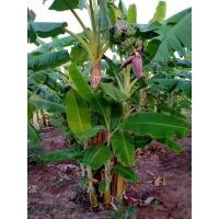 ราคา กล้วยน้ำว้าพันธุ์ใหญ่ ลูกใหญ่ ไส้เหลือง ให้ผลดก ส่งขายเป็นหน่อนะคะ (15547370781)