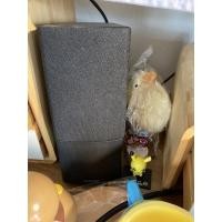 ราคา Bose Conpanion 2 series 3 เสียงเบสแตก กล่องอุปกรณ์ครบ (21102604301)