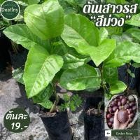 ราคา ต้นเสาวรสผลสีม่วง หรือ เสาวรสไทนุง (26612091818)
