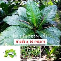 ราคา ขายส่ง ต้นโชคเก้าชั้น【เขียว】4นิ้วx10ต้น โชค9ชั้น ไม้ฟอกอากาศ ต้นไม้มงคล ไม้กระถาง ไม้ใบ (17195021942)