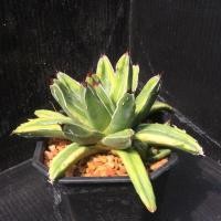 ราคา Agave Victoria Reginag ด่าง แคระ อะกาเว่ (1895955810)