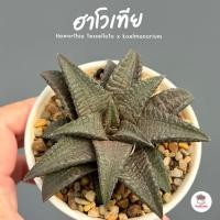 ราคา ฮาโวเทีย Haworthia tessellata x koelmanorium แคคตัส กระบองเพชร cactus&succulent (7574640263)