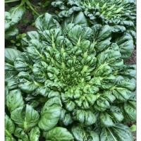 ราคา Tatsoi Seeds Vegetable Seeds 300เมล็ด เมล็ดพันธุ์ ผักกวางตุ้ง แทตฉ่อย หรือกวางตุ้ง ดอกไม้ไฟ ผักออร์แกนิก เมล็ดพันธุ์ผัก (57753973650)