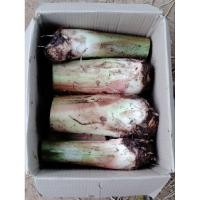 ราคา หน่อกล้วยน้ำว้า มะลิอ่อง (28256465013)