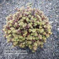 ราคา ต้นริบบิ้นชาลี #ไม้ฟอกอากาศ (21969023045)