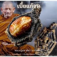 ราคา เบี้ยแก้จน เบี้ยแก้ของแท้ถักเชือกฝังตะกรุด หอยเบี้ยแก้ของแท้ หลวงปู่ศิลาสิริจันโท จ.กาฬสินธุ์ (29365807605)