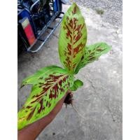 ราคา กล้วยเล็บมือนางด่าง ต้นเล็กเปคใคร ยังม่มีเจ้าของ (ขายต้นนี้ต้นเดียว) พร้อมกระถาง (4192088134)