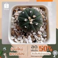 ราคา แอสโตร แคคตัส กระบองเพชร (10435597816)