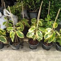 ราคา ต้นยางอินเดียด่างสีทอง (5336094553)