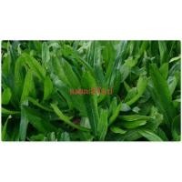 ราคา เมล็ดผักชีฝรั่ง ผักชีใบเลื่อย,  ผักชีดอย, หอมป้อมกุลา, หอมป้อมเป้อ, ผักชีใบเลื่อย, ผักหอมเทศ, ผักหอมเป, หอมป้อม (22175941604)