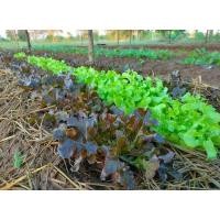 ราคา ผักสลัดอินทรีย์ กรีนโอ๊ค เรดโอ๊ค กรีนคอส เรดคอส 500g. 50 บาท (22179665553)