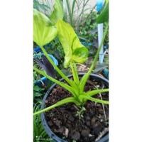 ราคา นางกวักด่าง นางกวัก กวักด่างเหลืองทอง (18144326101)