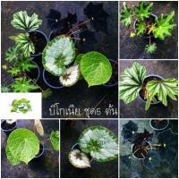 ราคา ต้นบีโกเนีย จัดชุด 5 สายพันธ์ ต้นไม้มงคล ไม้กระถาง ไม้ใบ (15387918673)