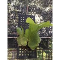 ราคา กระเช้าสีดาปีกผีเสื้อ (6693070695)