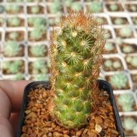 ราคา ต้นกระบองเพชร แมมนิ้วทอง แมมอีลองกาต้า #Mammillaria elonggata #cactus (8941720226)